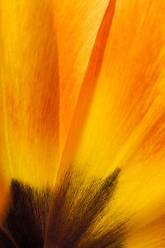 Drying Tulip Closeup I : Garden Flowers : Evelyn Jacob Photography
