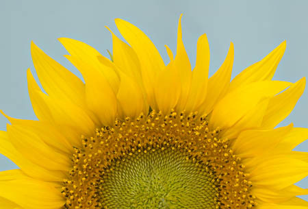 Sunflower : Garden Flowers : Evelyn Jacob Photography