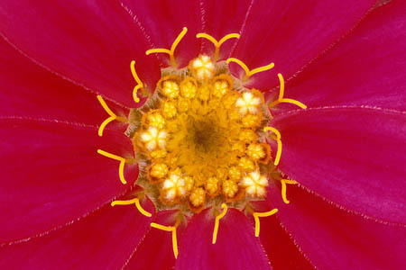 Sunburst on Magenta : Garden Flowers : Evelyn Jacob Photography
