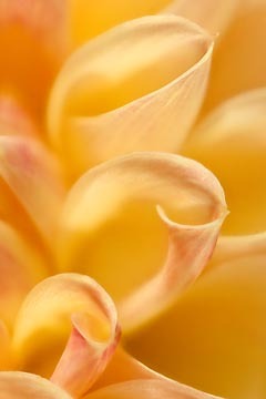 Dahlia Curves : Garden Flowers : Evelyn Jacob Photography