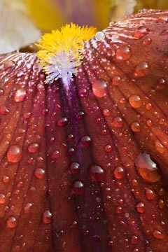 Rust and White Iris Lip : Garden Flowers : Evelyn Jacob Photography