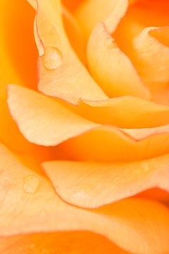 Rio Samba Rose Petals : Garden Flowers : Evelyn Jacob Photography