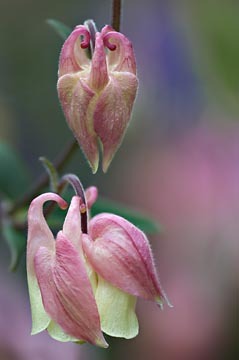 Pink Columbine Pair : Garden Flowers : Evelyn Jacob Photography