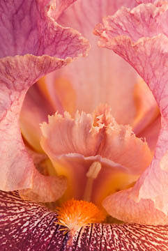 Pink and Orange Iris : Garden Flowers : Evelyn Jacob Photography