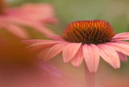 Orange Coneflower : Garden Flowers : Evelyn Jacob Photography