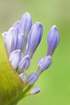 African Lily Opening : Garden Flowers : Evelyn Jacob Photography