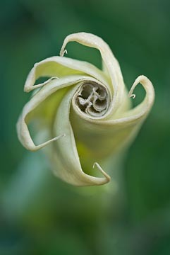 Opening from the Void [Angel's Trumpet] : Garden Flowers : Evelyn Jacob Photography