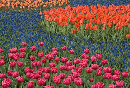 Tulip and Grape Hyacinth Field : Garden Flowers : Evelyn Jacob Photography