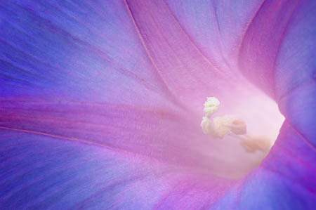 Morning Glory : Garden Flowers : Evelyn Jacob Photography
