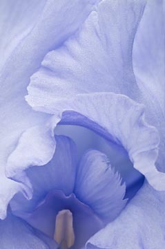Monet's Bue Iris II : Garden Flowers : Evelyn Jacob Photography