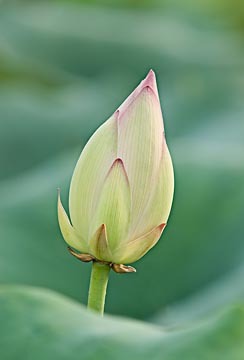 Lotus Bud in a Sea of Tranquility : Garden Flowers : Evelyn Jacob Photography