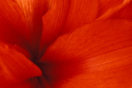 Into the Heart of Red [Amaryllis] : Garden Flowers : Evelyn Jacob Photography