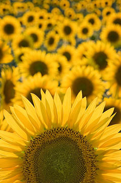 Backlit Sunflower Field : Garden Flowers : Evelyn Jacob Photography