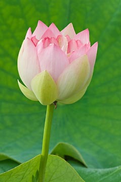 Pink Lotus with Leaves : Garden Flowers : Evelyn Jacob Photography