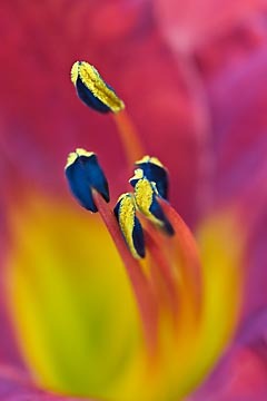 Day Lily Center : Garden Flowers : Evelyn Jacob Photography