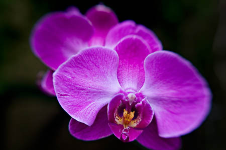 Orchids (Lensbaby Image) : Garden Flowers : Evelyn Jacob Photography