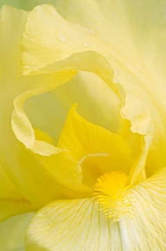 Yellow Iris : Garden Flowers : Evelyn Jacob Photography