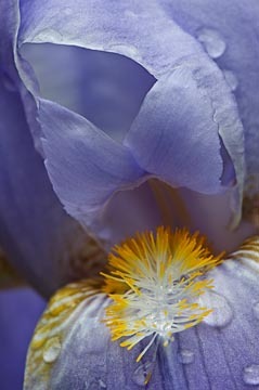 Blue Iris with Dew : Garden Flowers : Evelyn Jacob Photography