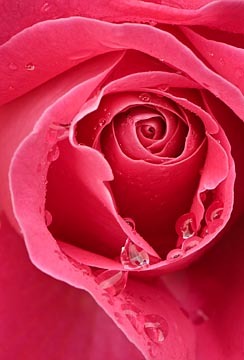 Red Rose with Dew : Garden Flowers : Evelyn Jacob Photography