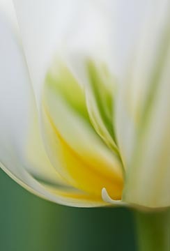 White Tulip : Garden Flowers : Evelyn Jacob Photography