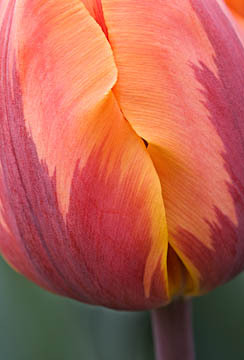 Tulip Edges : Garden Flowers : Evelyn Jacob Photography