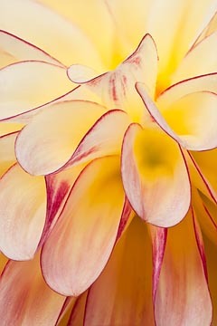 Dahlia Petals : Garden Flowers : Evelyn Jacob Photography