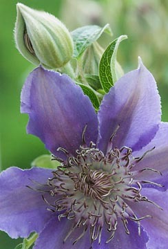 Clematis with Bud : Garden Flowers : Evelyn Jacob Photography