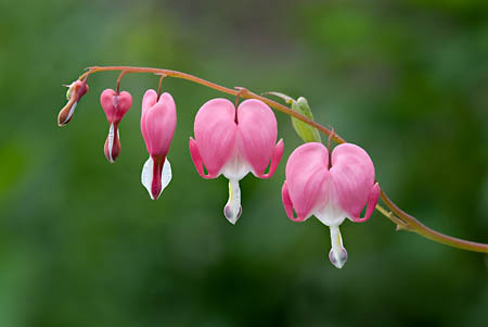 Bleeding Hearts : Garden Flowers : Evelyn Jacob Photography