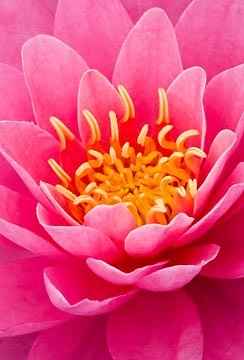 Pink Water Lily : Garden Flowers : Evelyn Jacob Photography