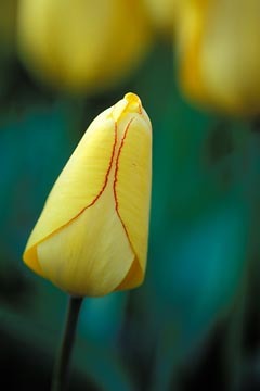 Yellow Tulips : Garden Flowers : Evelyn Jacob Photography