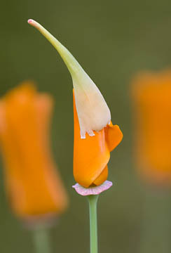 Golden Poppy Opening : Garden Flowers : Evelyn Jacob Photography