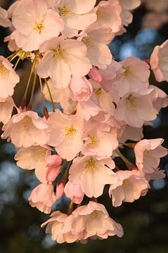 Spring Cherry Blossoms : Garden Flowers : Evelyn Jacob Photography