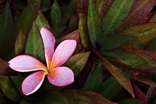 Plumeria (Composite) : Garden Flowers : Evelyn Jacob Photography