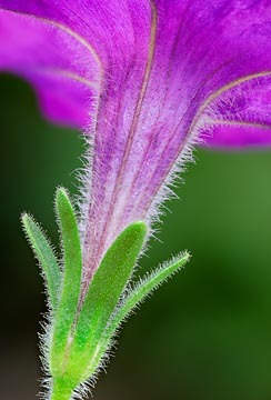 Purple Petunia Trumpet : Garden Flowers : Evelyn Jacob Photography