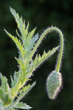 Poppy Bud with Dew : Garden Flowers : Evelyn Jacob Photography