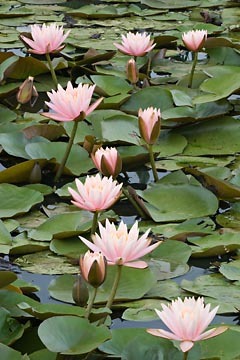 Pink Water Lilies on Parade : Garden Flowers : Evelyn Jacob Photography