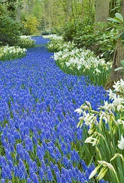 Grape Hyacinth River : Garden Flowers : Evelyn Jacob Photography