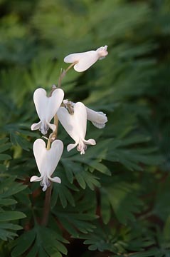 Squirrel Corn : Mid-Atlantic Wildflowers : Evelyn Jacob Photography