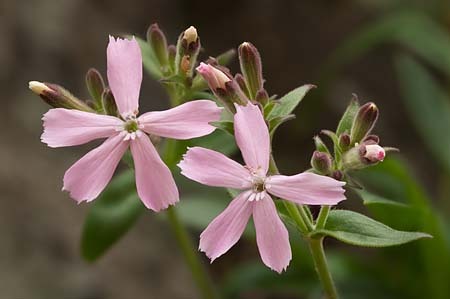 Pink Phlox : Mid-Atlantic Wildflowers : Evelyn Jacob Photography