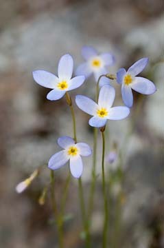Bluets : Mid-Atlantic Wildflowers : Evelyn Jacob Photography