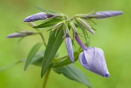 Blue Phlox : Mid-Atlantic Wildflowers : Evelyn Jacob Photography