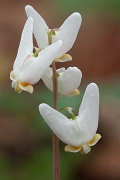 Dutchman's Breeches #1 : Mid-Atlantic Wildflowers : Evelyn Jacob Photography