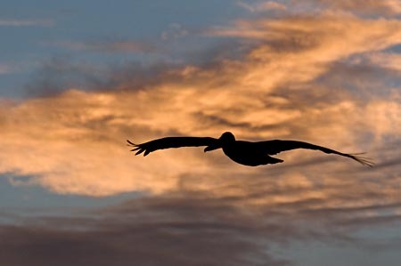 Pelican Flying at Sunset : Birds : Evelyn Jacob Photography