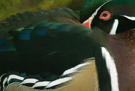 Wood Duck : Birds : Evelyn Jacob Photography