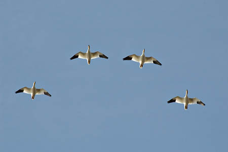 Snow Geese in Formation : Birds : Evelyn Jacob Photography