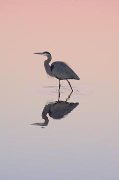 Great Blue Heron at Dawn : Birds : Evelyn Jacob Photography