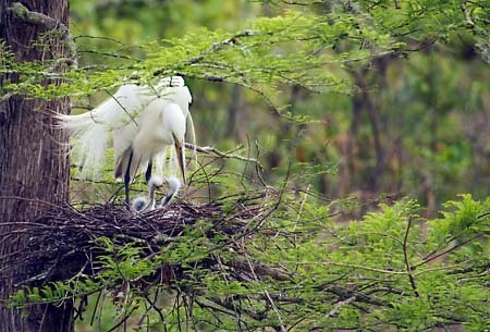 Great Egret with Chicks : Birds : Evelyn Jacob Photography