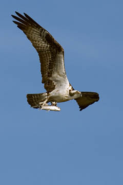 Osprey with Fish : Birds : Evelyn Jacob Photography