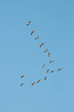 Snow Geese in Formation : Birds : Evelyn Jacob Photography