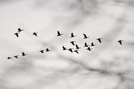 Snow Geese through Trees : Birds : Evelyn Jacob Photography